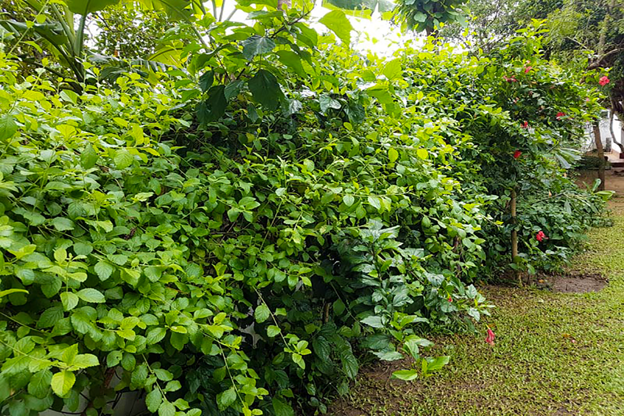 Thaulle-Resort-Sri-Lanka-Unsere-ayurvedischen-pflanzen-23