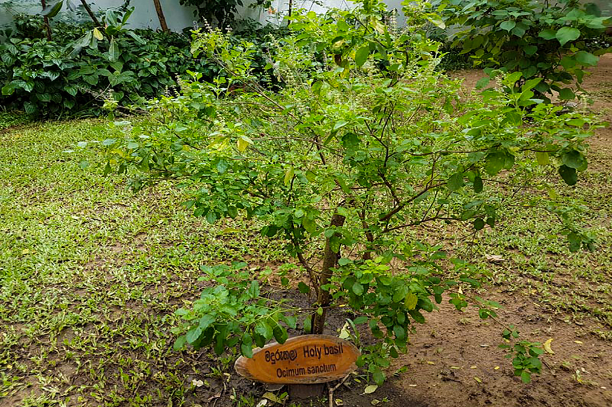 Thaulle-Resort-Sri-Lanka-Unsere-ayurvedischen-pflanzen-25
