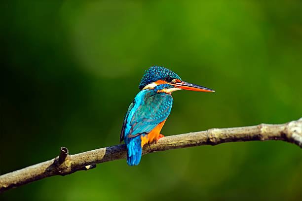 Kingfisher in the wild on the island of Sri Lanka