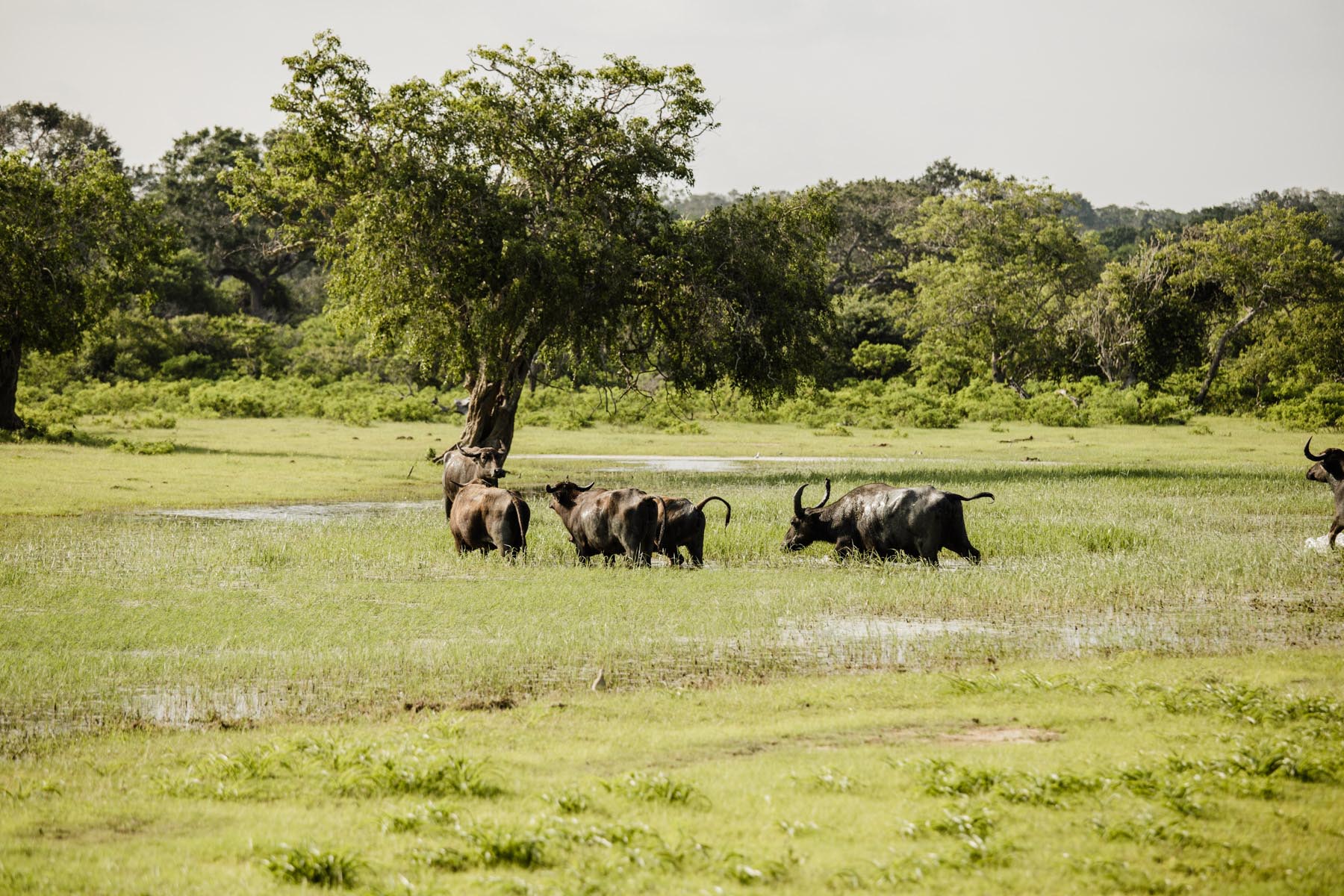 Thaulle-Resort-Sri-Lanka-Activites-Yala-National-Buffalos