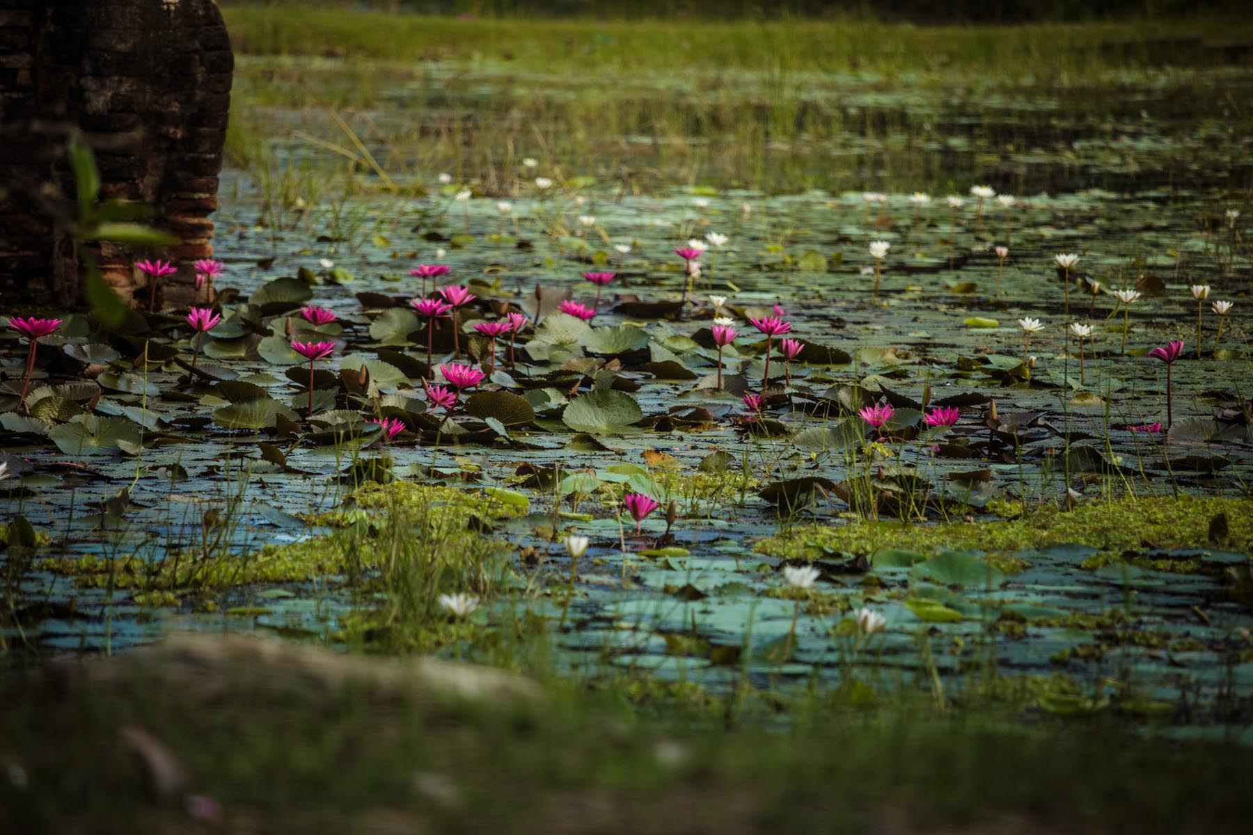 Thaulle-Resort-Sri-Lanka-Activites-Yoda-Lake-Flower