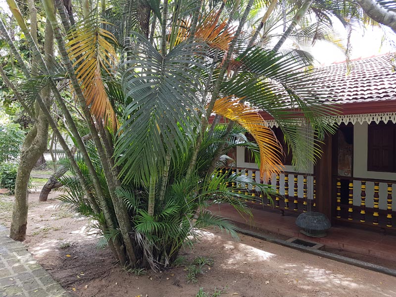 Thaulle-Resort-Sri-Lanka-Unsere-ayurvedischen-pflanzen-19