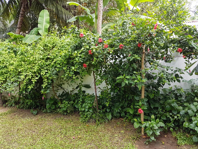 Thaulle-Resort-Sri-Lanka-Unsere-ayurvedischen-pflanzen-24