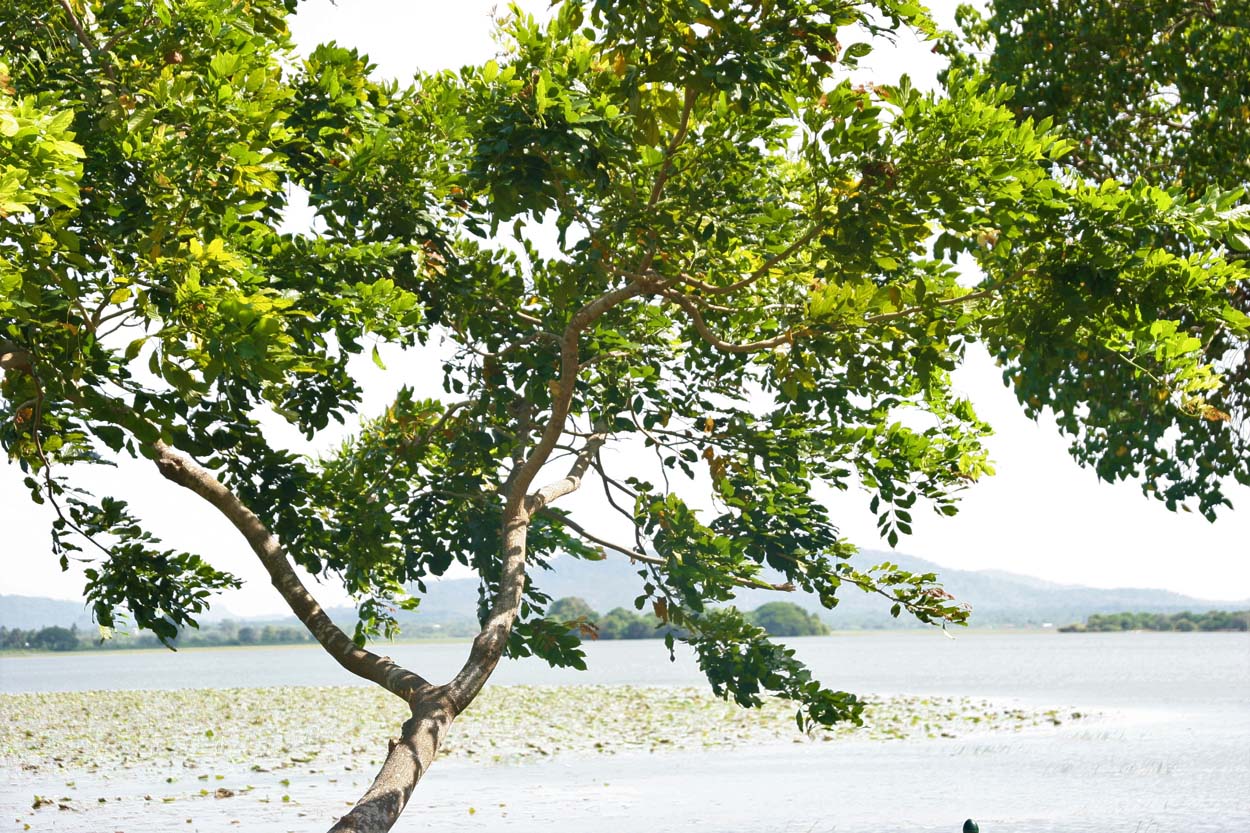Thaulle-Resort-Sri-Lanka-Wir-schonen-die-Umwelt-und-Klima-12