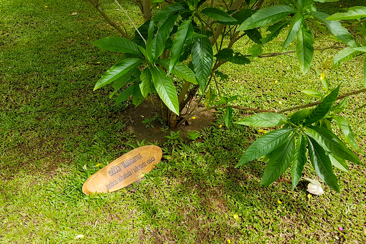 Thaulle-Resort-Sri-Lanka-Unsere-ayurvedischen-pflanzen-07