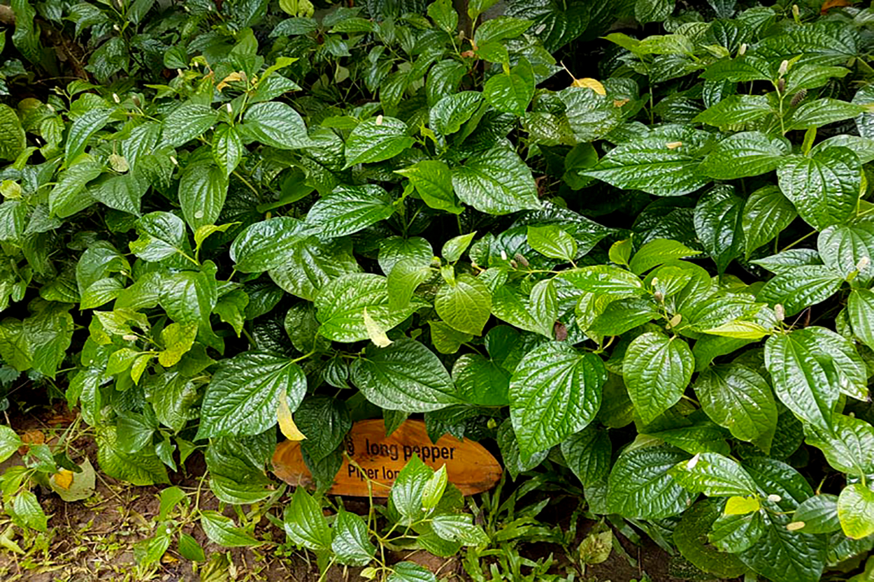 Thaulle-Resort-Sri-Lanka-Unsere-ayurvedischen-pflanzen-26
