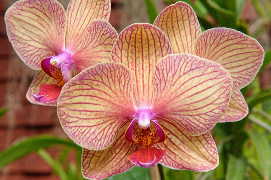 lesterlost-travel-sri-lanka-peradeniya-botanical-gardens-thierry-orchids3-1