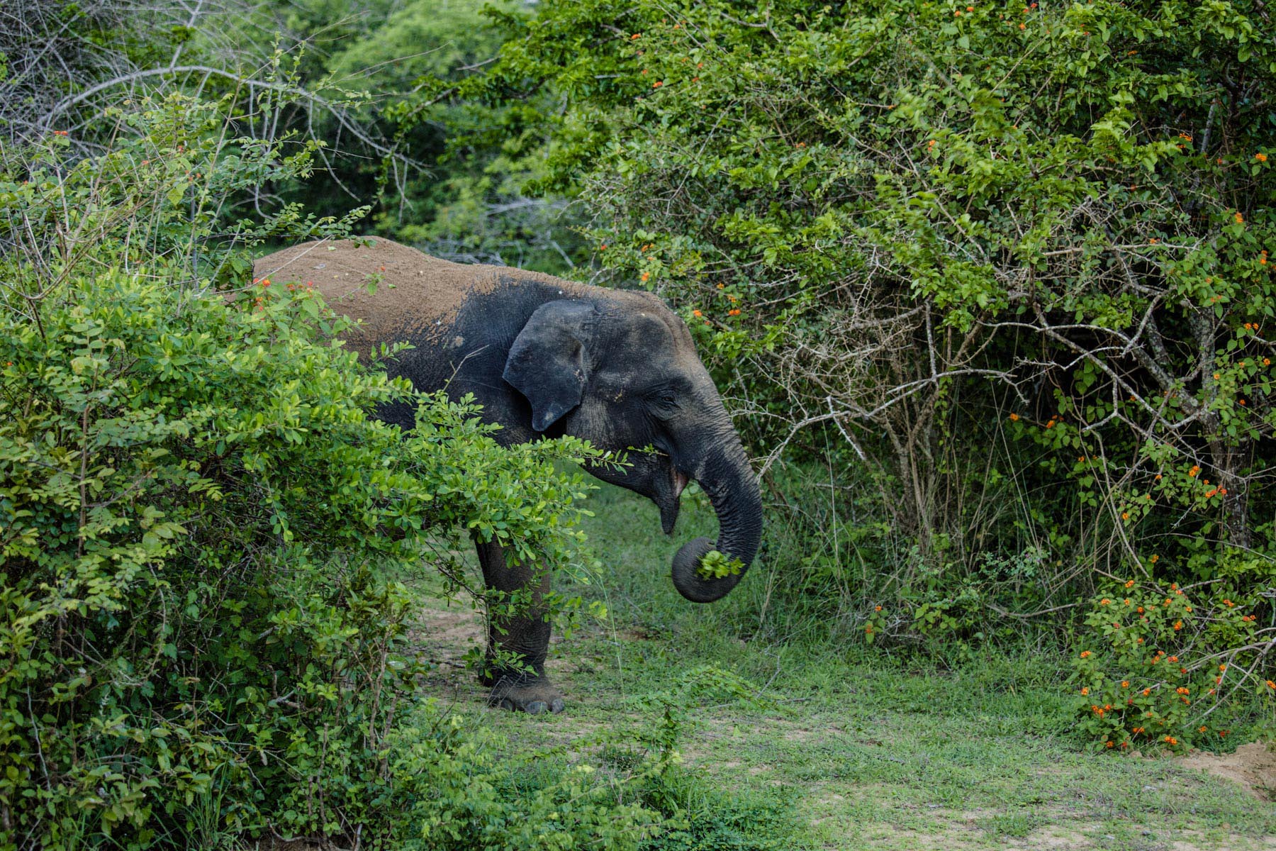 Thaulle-Resort-Sri-Lanka-Activites-Yala-National-Elephant