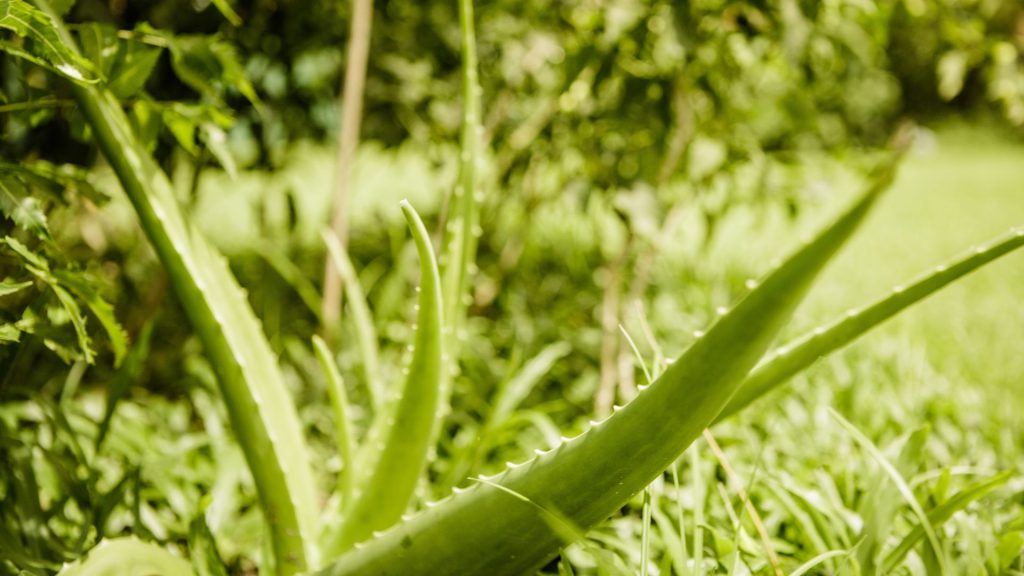 Aloe-vera-Pflanze im Gras, fotografiert auf der Bio Eco Farm im Thaulle Resort