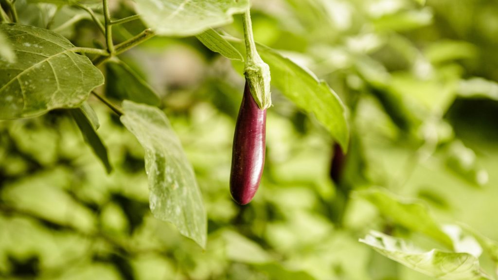 Anbaufläche im Resort mit Kräutern, Gemüse und ayurvedischen Pflanzen