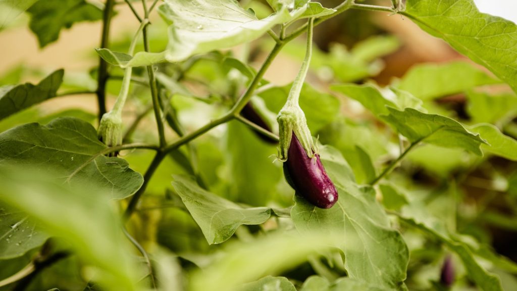 Auberginenpflanze mit violetter Frucht zwischen Blättern auf der Bio Eco Farm im Thaulle Resort