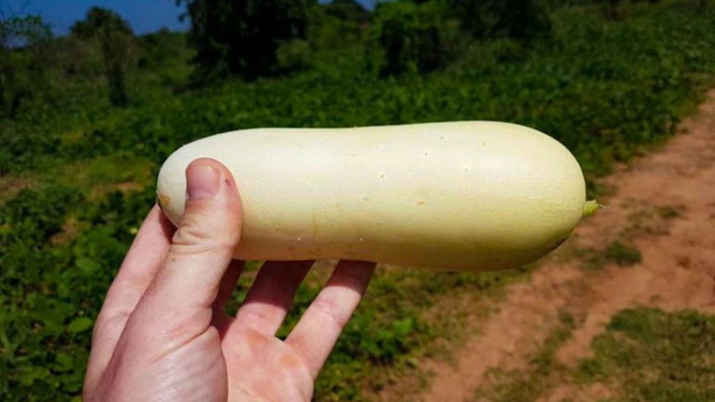 Ayurvedisches Gemüse im hauseigenen Garten des Thaulle Resorts