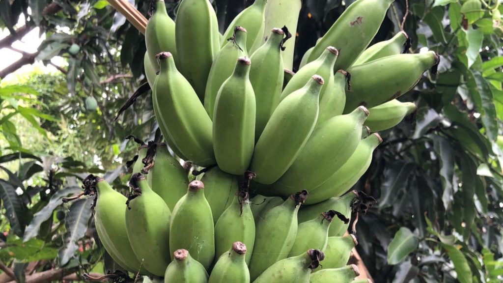 Bananenstaude mit reifenden Bananen im tropischen Garten der Bio Eco Farm im Thaulle Resort