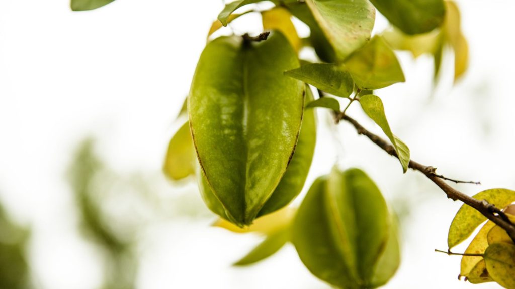 Bio-Farm des Resorts mit medizinischen Pflanzen, Kräutern und Gemüse