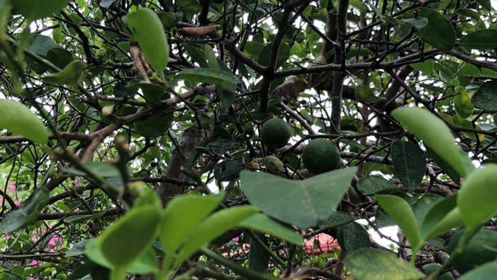 Blick durch Blätter auf einen Baum mit grünen Früchten auf der Bio Eco Farm im Thaulle Resort