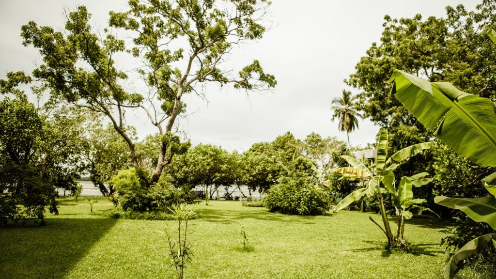 Blick über die Bio Eco Farm_ tropische Bäume, Wiese und Bananenpflanzen im Thaulle Resort