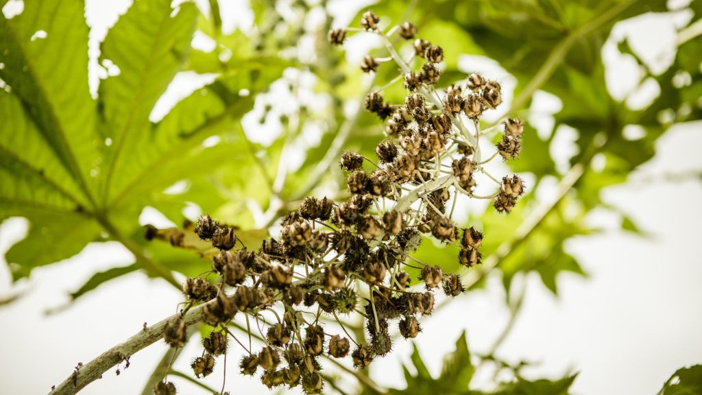 Blüte auf der Bio Eco Farm im Thaulle Resort