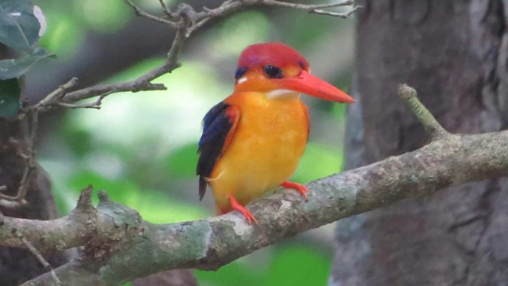 Bundala Vogelpark entdecken - Jetzt vom Thaulle Resort