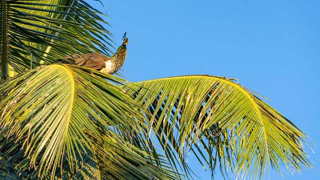 Bundala Vogelpark geführte Safari vom Thaulle Resort