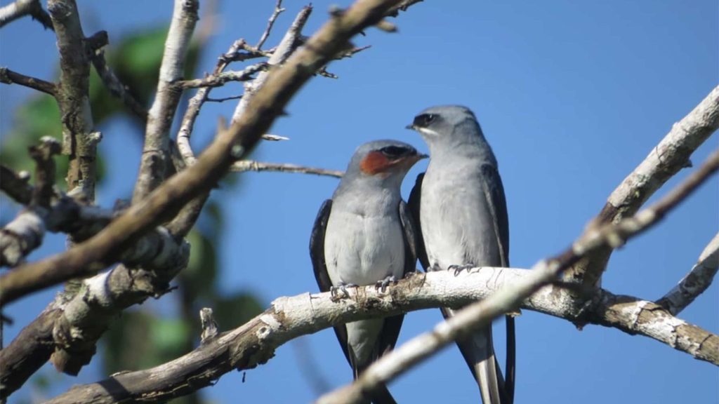 Bundala Vogelpark in einer geführten Safari vom Thaulle Resort organisiert