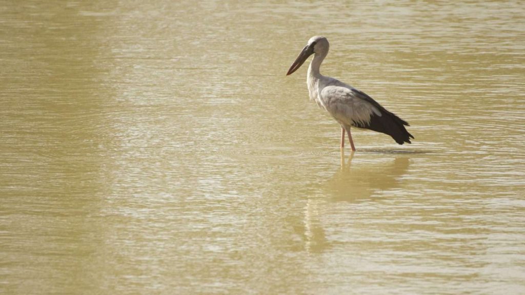 Bundala Vogelpark nahe dem Thaulle Resort