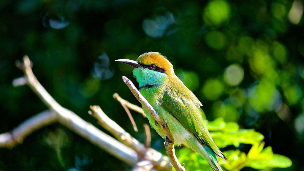 Bunter Vogel auf einem Ast in der Yala-Region, Sri Lanka
