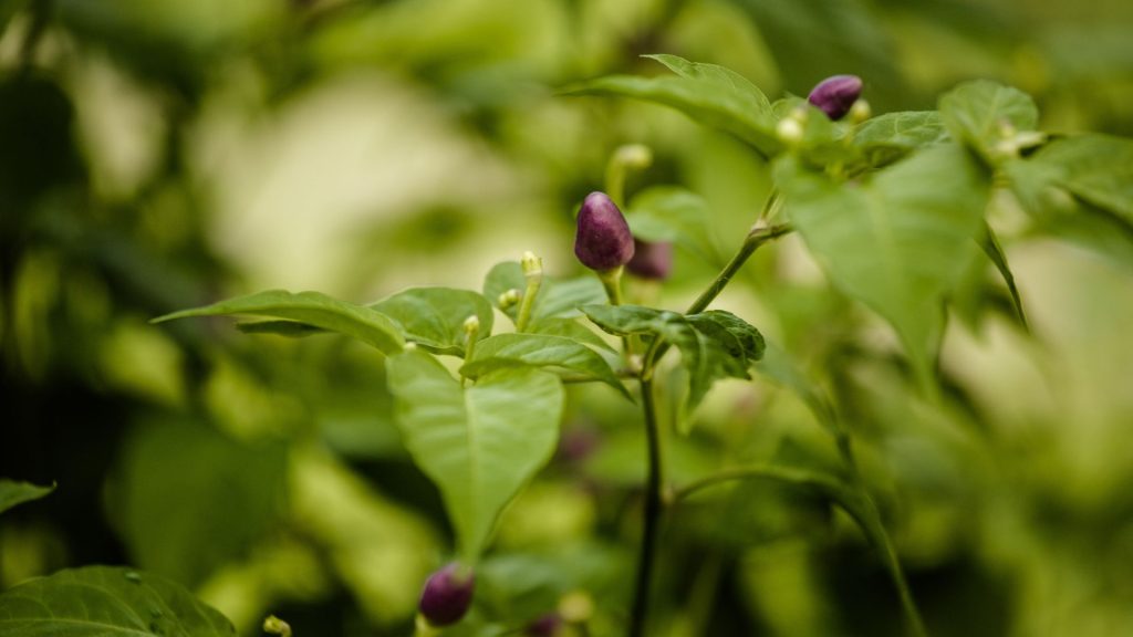 Chili-Pflanze mit kleinen Blütenknospen, fotografiert auf der Bio Eco Farm im Thaulle Resort