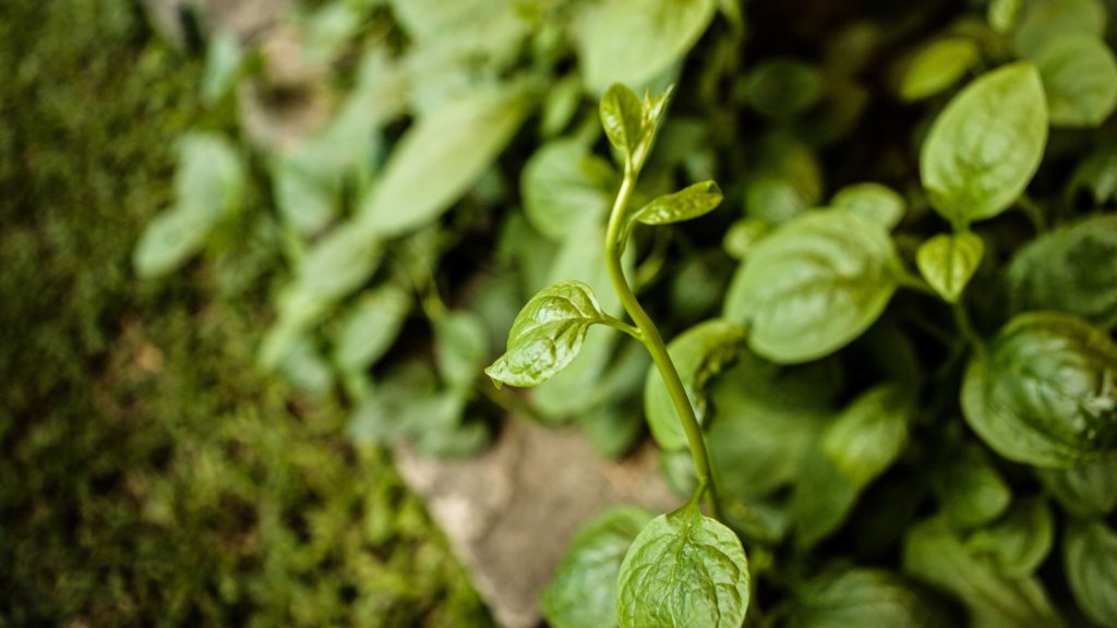Eigene Bio-Farm mit angebauten Zutaten für die Ayurveda-Küche in Sri Lanka