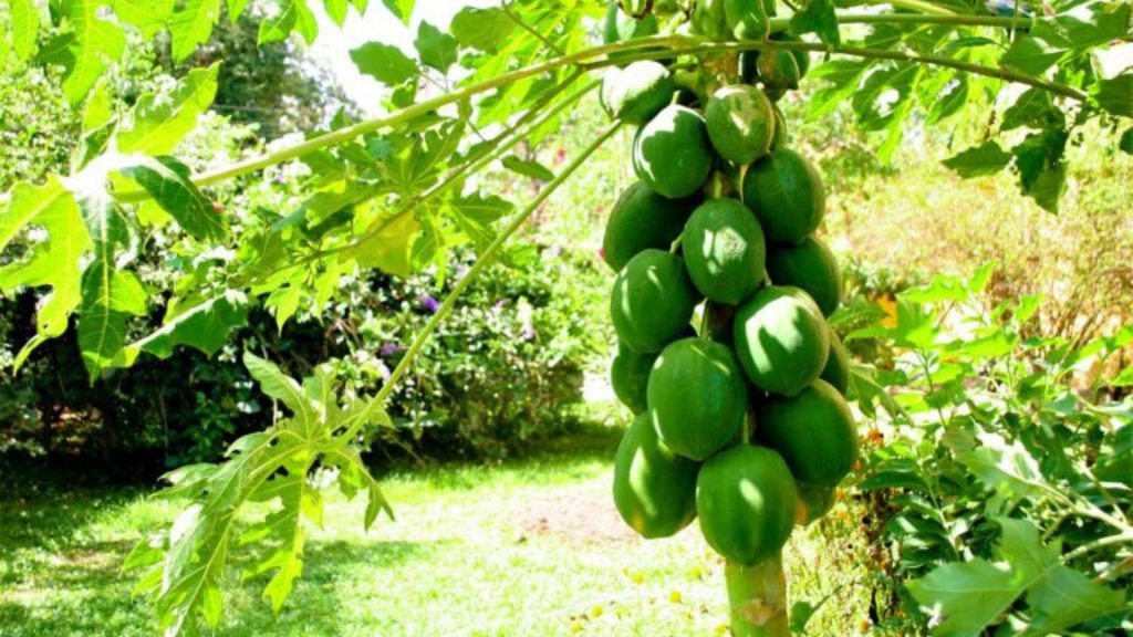 Eigener Gartenanbau als Teil des nachhaltigen Ayurveda-Konzepts im Thaulle Resort