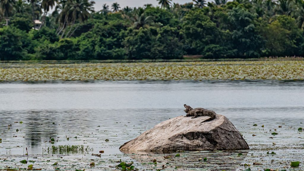 Ein Krokodil sonnt sich auf einem Stein im Yoda-Lake vor den ruhenden und erholten Ayurveda Gästen des Thaulle Resorts