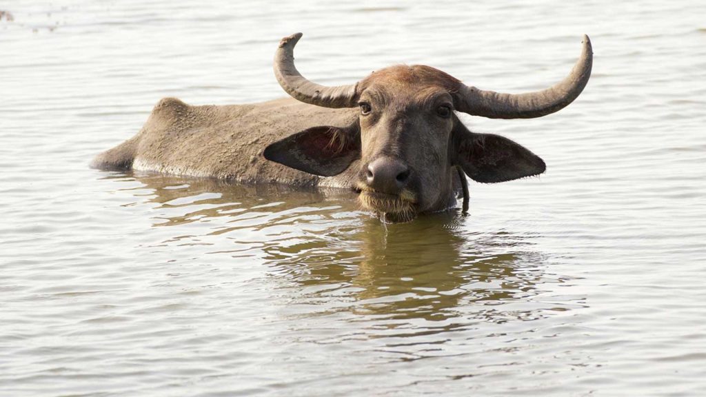 Ein wilder Büffel im Yala Nationalpark - Ayurveda Hotel Sri Lanka