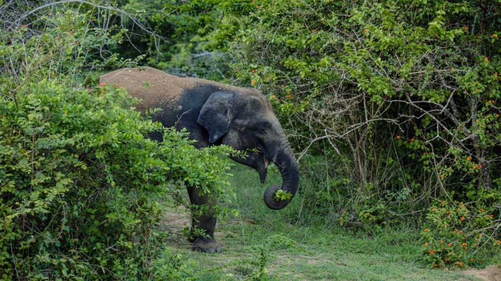 Elefant im dichten Grün nahe Yala, Sri Lanka