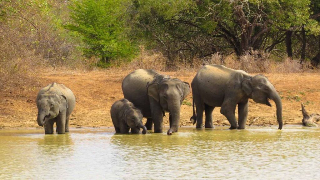 Elefantenfamilie am Wasserloch in der Yala-Region, Sri Lanka