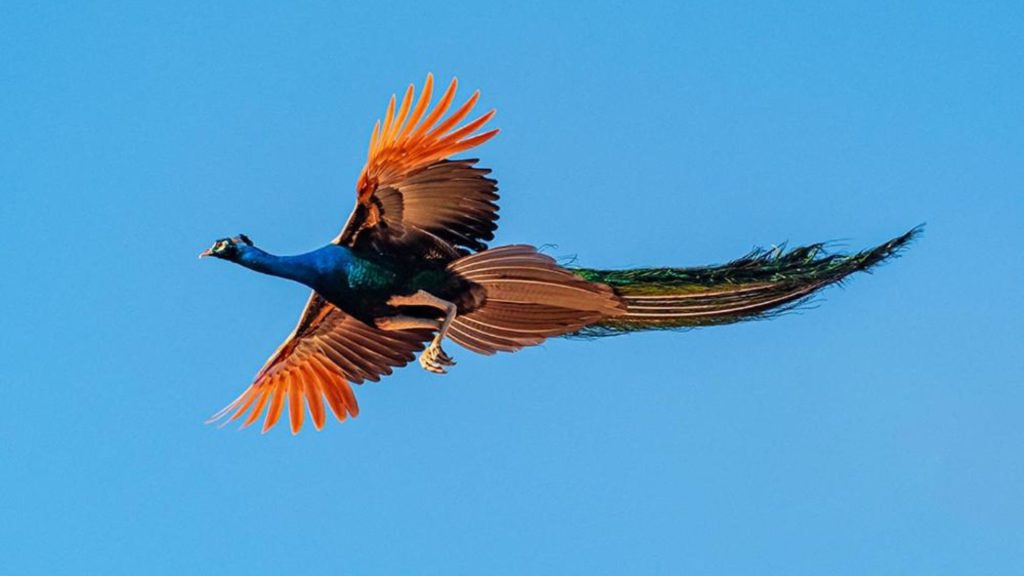 Farbenprächtiger Vogel mit ausgebreiteten Flügeln fliegt vor klarem blauem Himmel über des Dächern des Ayurveda Hotels Thaulle