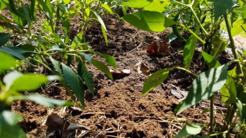 Frisch geerntete Zutaten aus dem hauseigenen Garten für die Resortküche