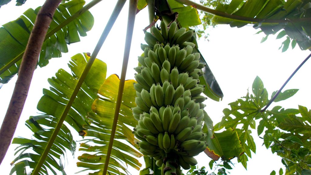 Frische Kräuter aus dem hauseigenen Garten für ayurvedische Gerichte