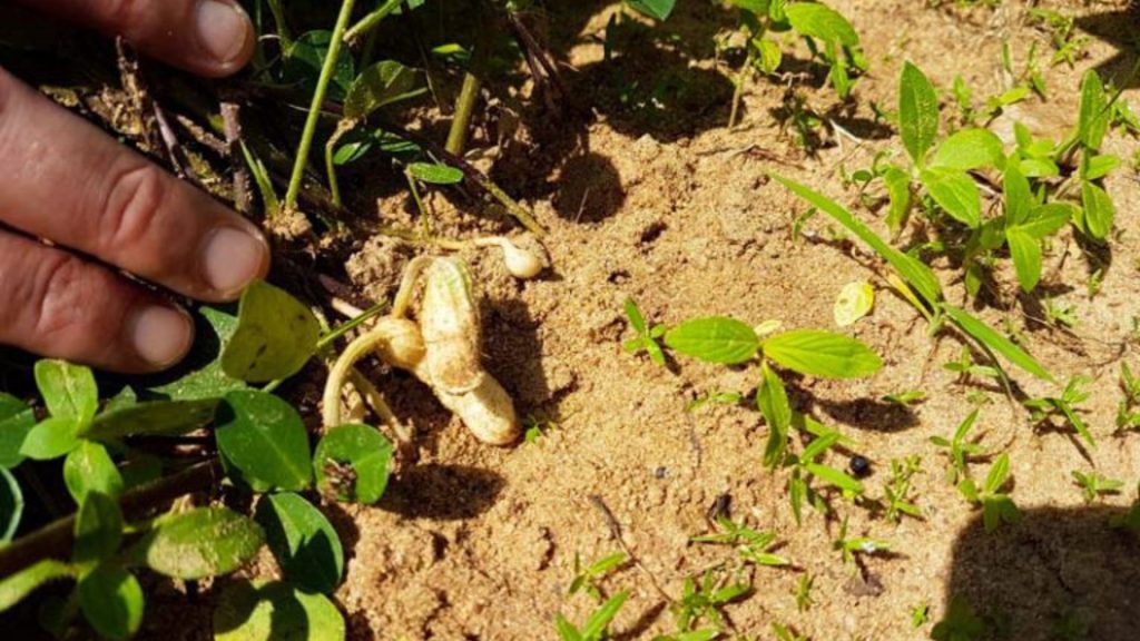 Frische Pflanzen auf der Bio-Farm des Resorts in Sri Lanka