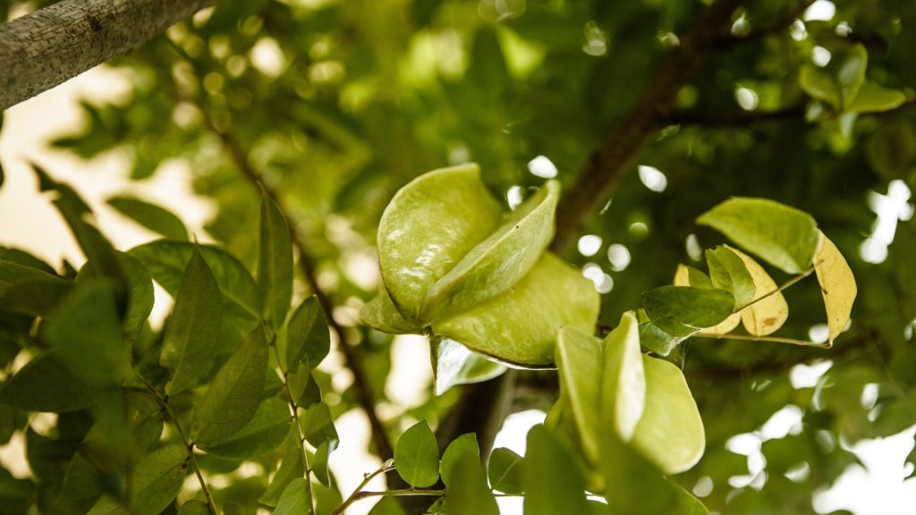 Frische, sonnenbeschienene Blätter in dichtem Grün auf der Bio Eco Farm im Thaulle Resort