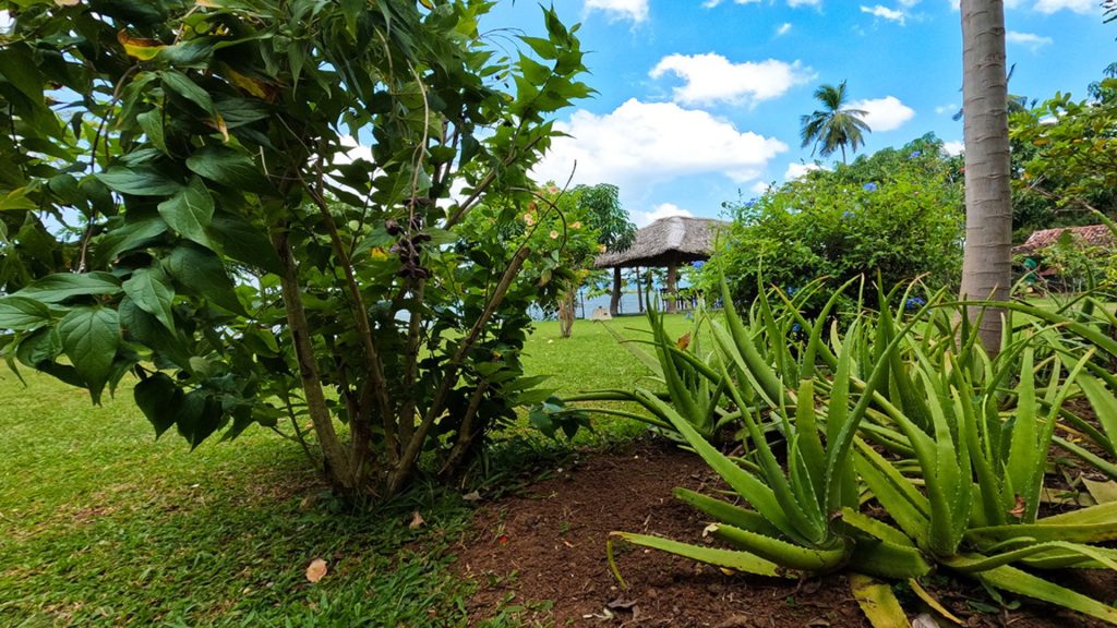 Gemüse und Heilpflanzen aus dem Selbstversorger-Garten des Resorts