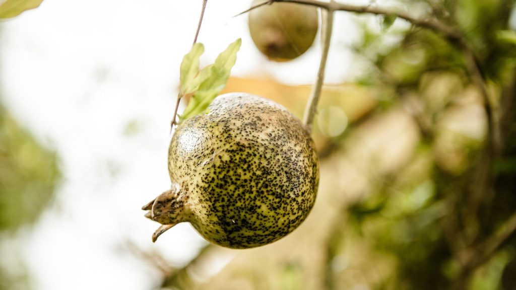 Granatapfel am Baum, reifend auf der Bio Eco Farm im Thaulle Resort