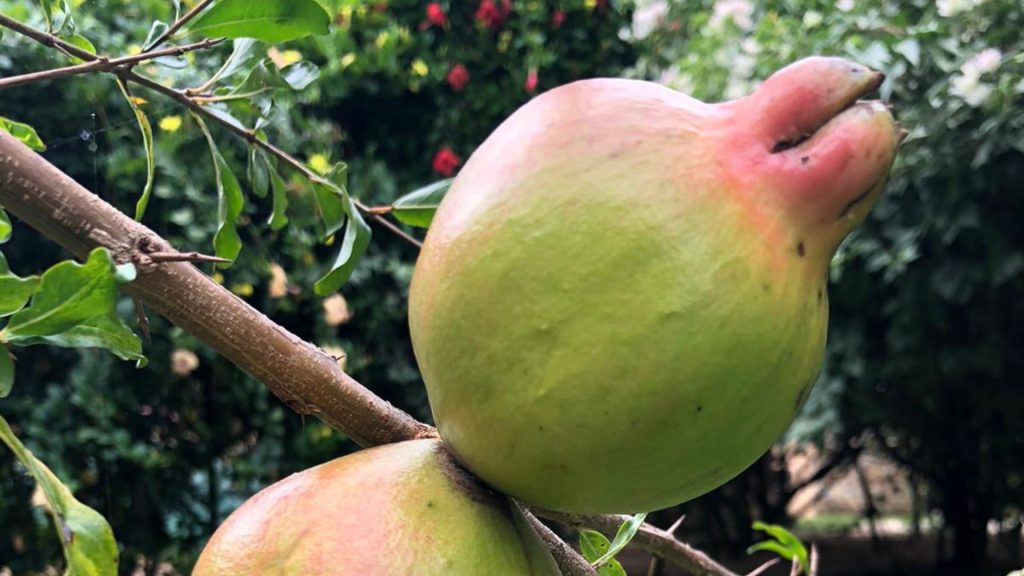 Große Frucht am Ast in Nahaufnahme, aufgenommen auf der Bio Eco Farm im Thaulle Resort