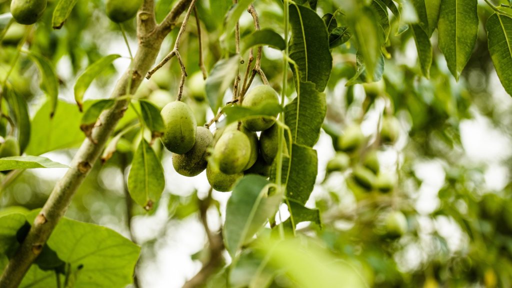 Grüne Früchte hängen in Trauben zwischen Blättern auf der Bio Eco Farm im Thaulle Resort