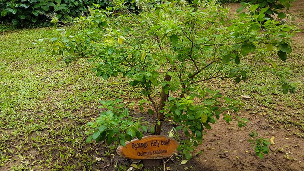 Grüne Gartenanlage mit angebauten Kräutern für Küche und Ayurveda-Anwendungen