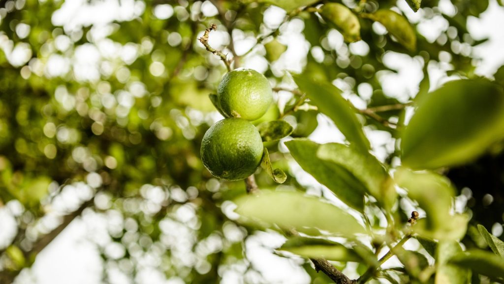 Grüne Limetten am Zweig zwischen Blättern auf der Bio Eco Farm im Thaulle Resort