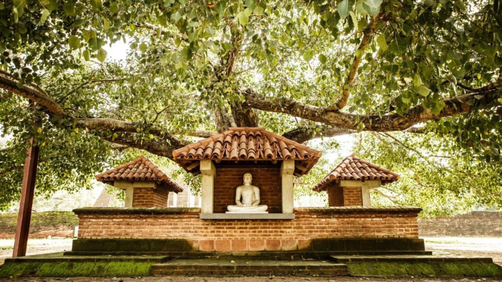 Kleine Schreinanlage unter großem Baum mit Buddha-Statue, Sri Lanka