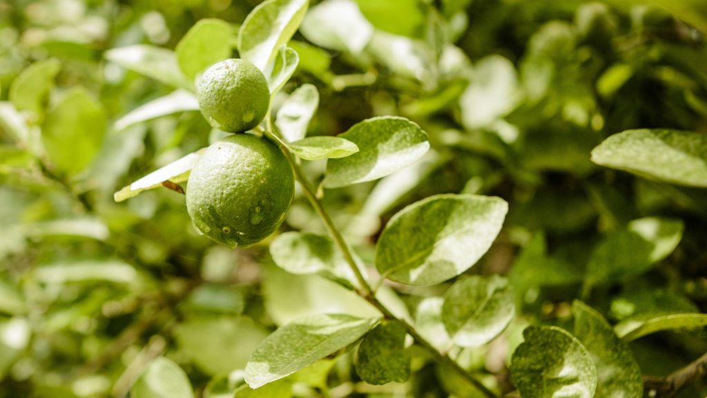 Kleine grüne Zitrusfrüchte zwischen Blättern auf der Bio Eco Farm im Thaulle Resort