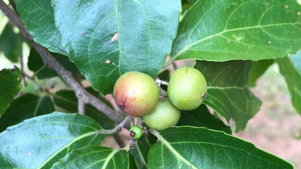 Kleine unreife Früchte am Zweig vor großen Blättern auf der Bio Eco Farm im Thaulle Resort