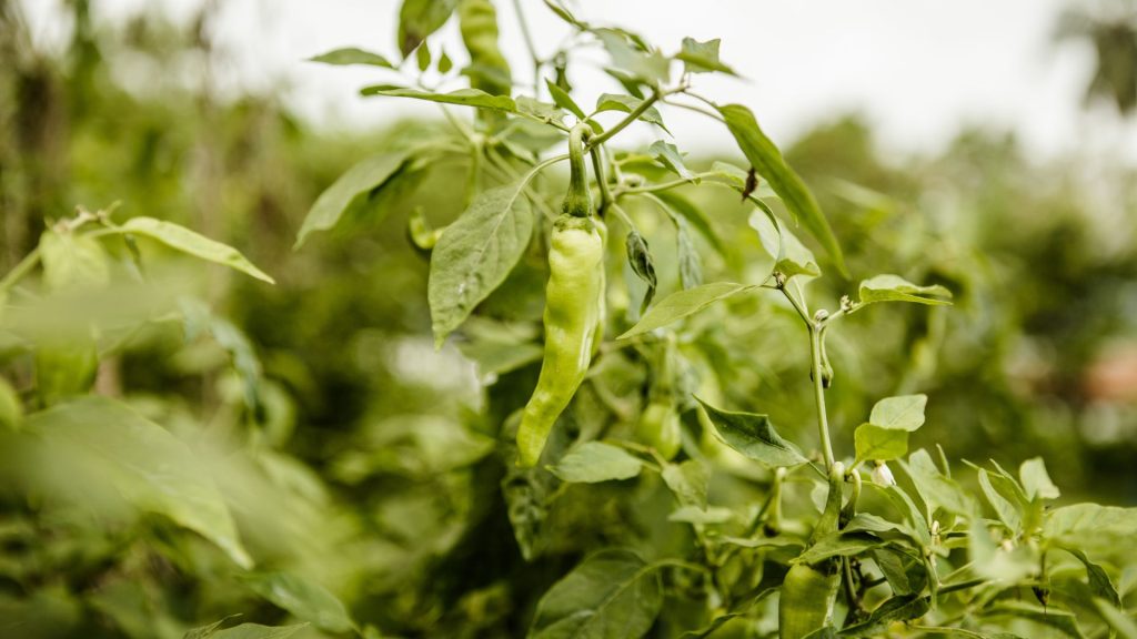 Kräuter- oder Gemüsepflanze im Wind, aufgenommen auf der Bio Eco Farm im Thaulle Resort