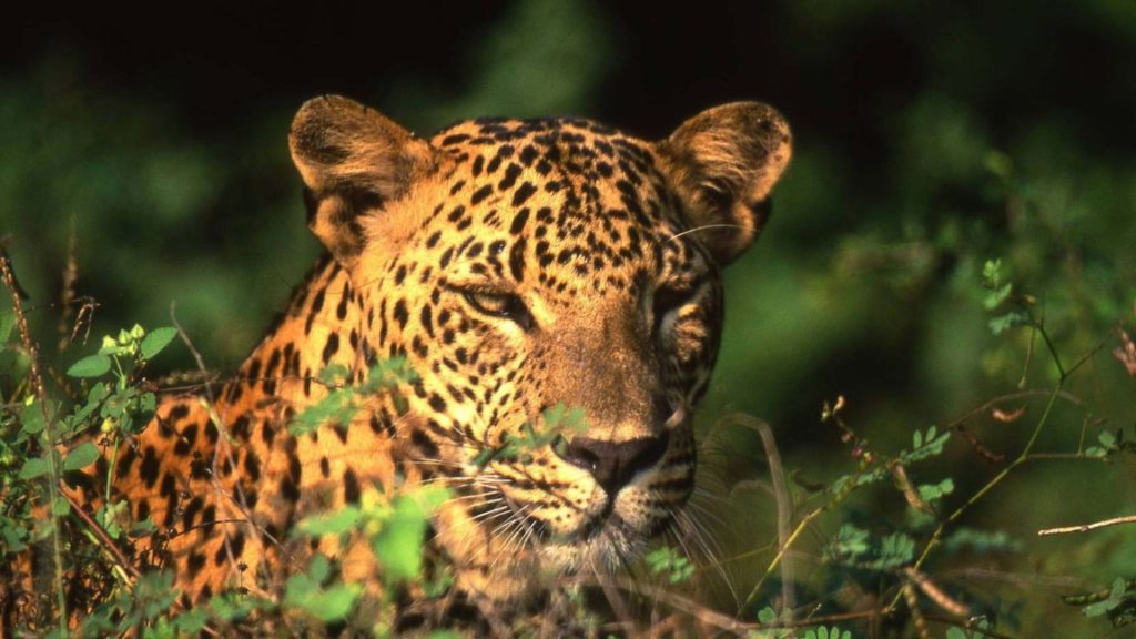Leopard ruht aufmerksam im Gras und blickt direkt nach vorn im Yala Nationalpark auf der hauseigenen Thaulle Resort Safari Tour