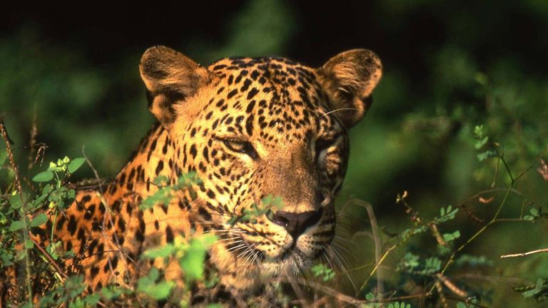 Leopard ruht aufmerksam im Gras und blickt direkt nach vorn im Yala Nationalpark auf der hauseigenen Thaulle Resort Safari Tour